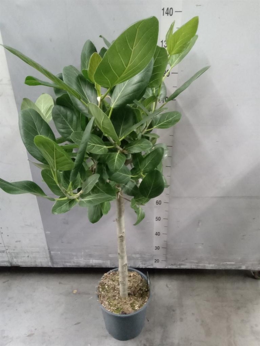 <h4>Ficus benghalensis 'Audrey'</h4>