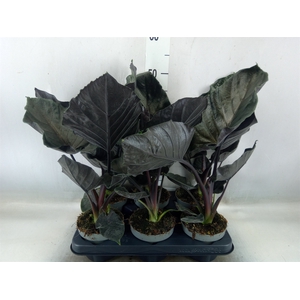 Alocasia   ...