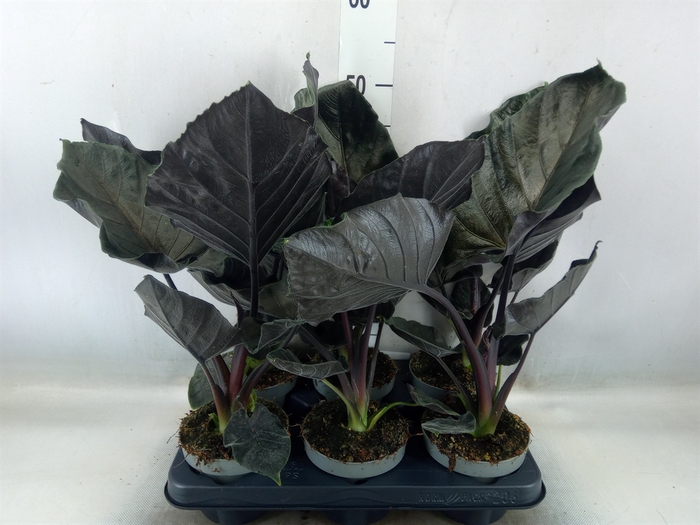 <h4>Alocasia   ...</h4>