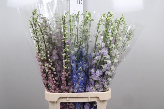 <h4>Delph Du Gem Fust</h4>