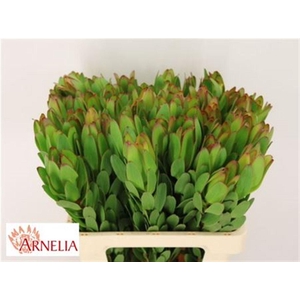 Leucad Saf Goldstrik