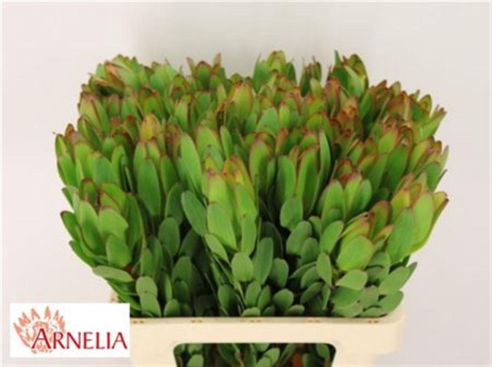 <h4>Leucad Saf Goldstrik</h4>