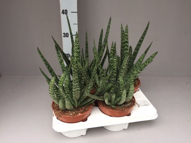 <h4>Gasteria carinata var. verrucosa</h4>