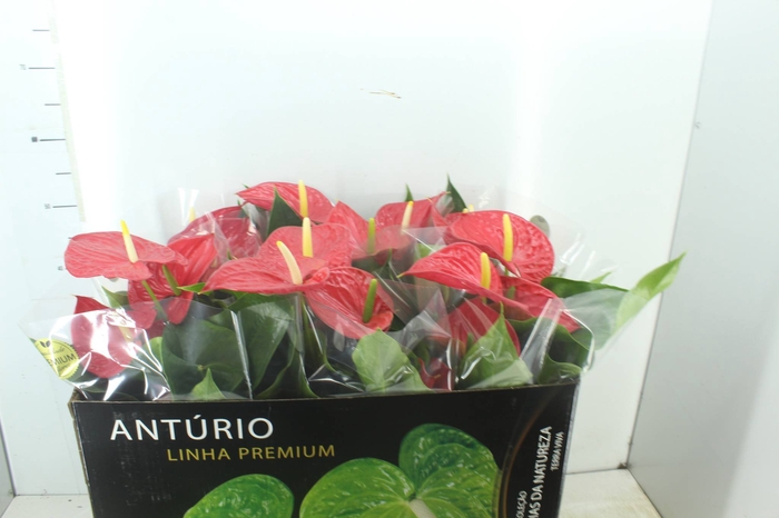 <h4>ANTHURIUM MICHIGAN P17 PREMIUM</h4>