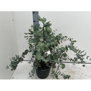 EUCAL CINEREA