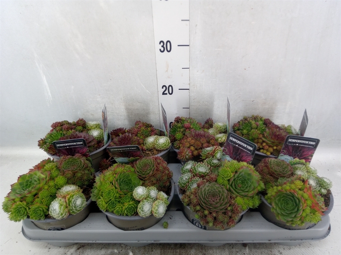 <h4>Sempervivum   ...mix</h4>