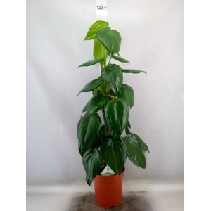 Syngonium   ...
