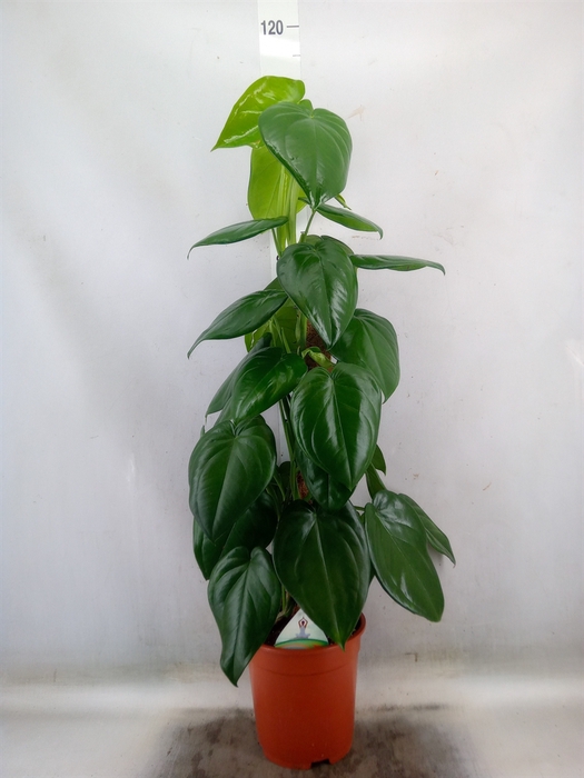 <h4>Syngonium   ...</h4>