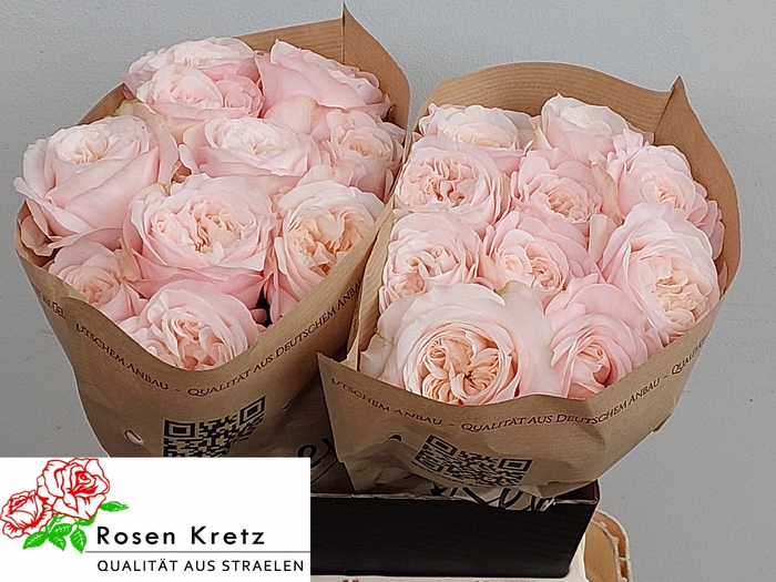 <h4>R GR LINCOLN PARK!</h4>