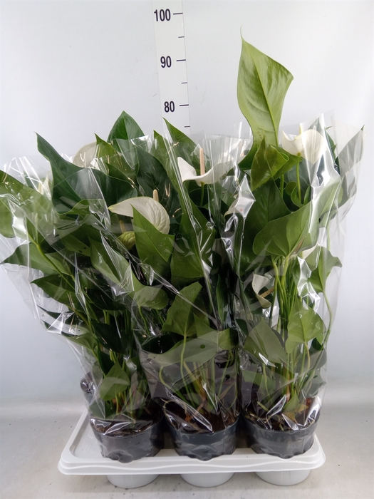 <h4>Anthurium  'Karma White'</h4>