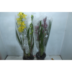 CYMBIDIUM 2 HASTES P18 MIN 2 HA POR RECIPIENTE