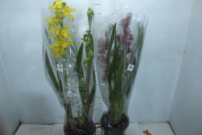 <h4>CYMBIDIUM 2 HASTES P18 MIN 2 HA POR RECIPIENTE</h4>