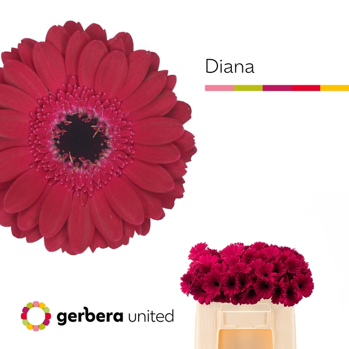 <h4>Germini Diana Water</h4>