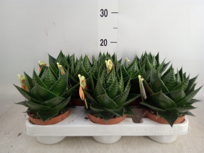 <h4>Aloe aristata 'Cosmo'</h4>