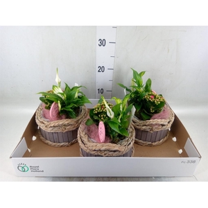 Arr.    Planten  L%