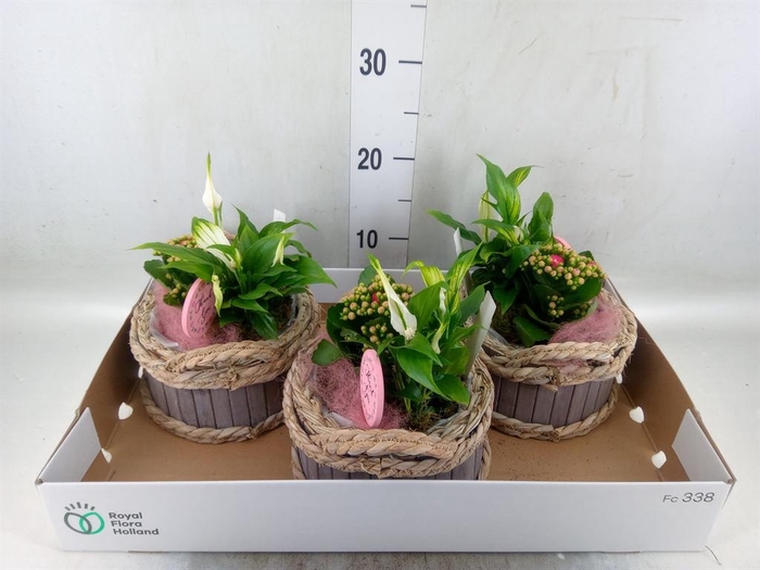 <h4>Arr.    Planten  L%</h4>
