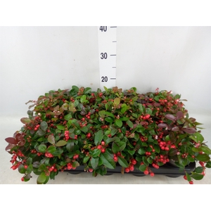 Gaultheria proc. 'Big Berry'