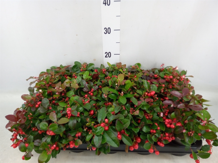 <h4>Gaultheria proc. 'Big Berry'</h4>