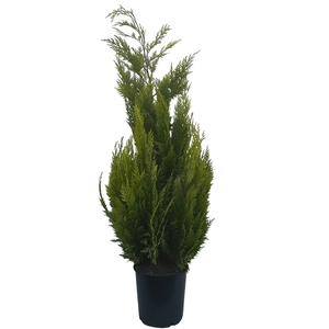 Chamaecyparis law. Ivonne, plantmaat 100-120 cm - Rondgestoken -