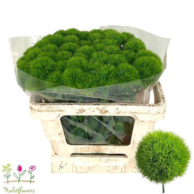 DI BARB GREEN