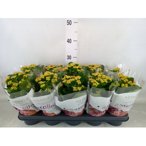 Kalanchoe blos. 'RosDon Pedro'