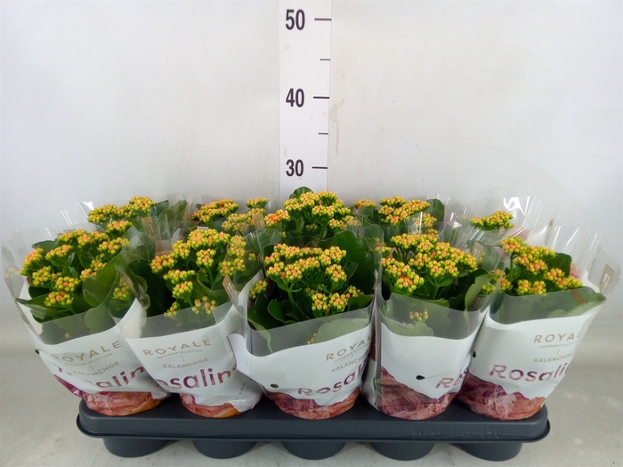 <h4>Kalanchoe blos. 'RosDon Pedro'</h4>