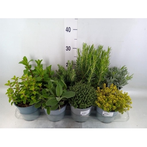 Tuinkruiden   ...mix