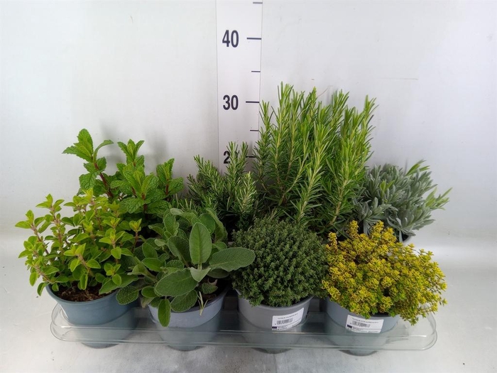 <h4>Tuinkruiden   ...mix</h4>