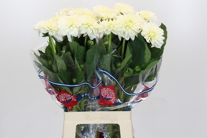 <h4>Dahlia White Ballet</h4>