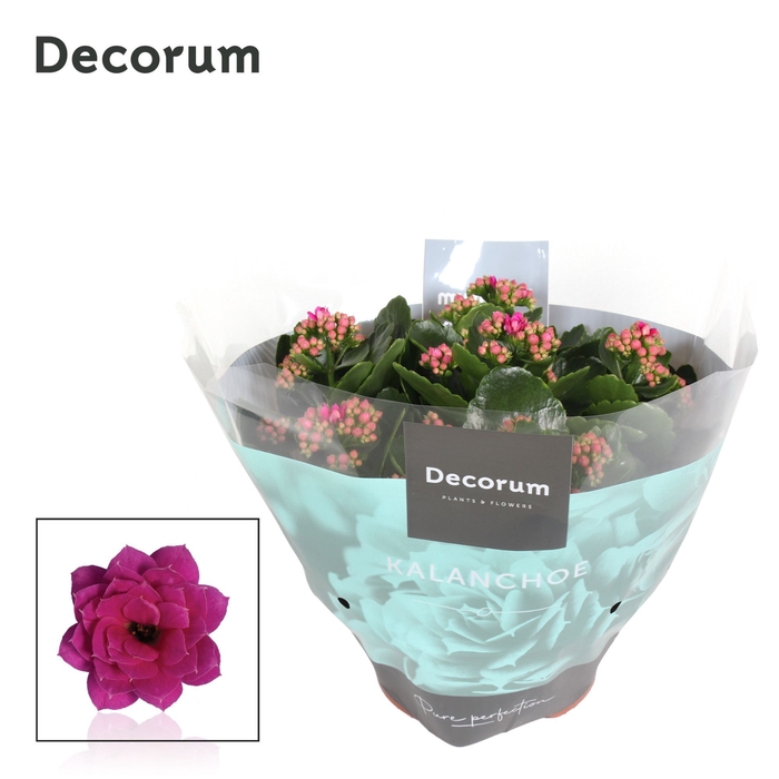 <h4>Kalanchoe Decorum - Purple</h4>