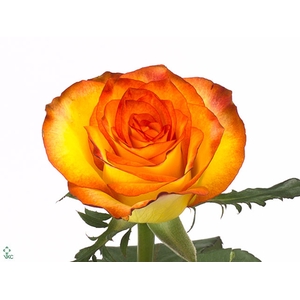 ROSA GR HIGH AND MAGIC