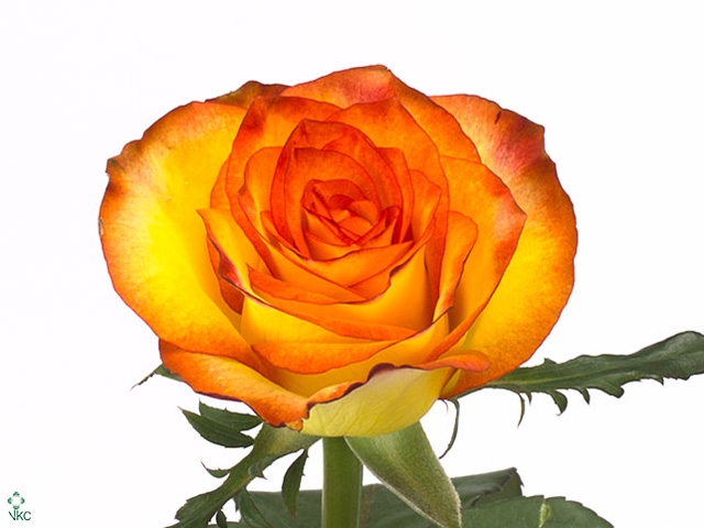 <h4>ROSA GR HIGH AND MAGIC</h4>