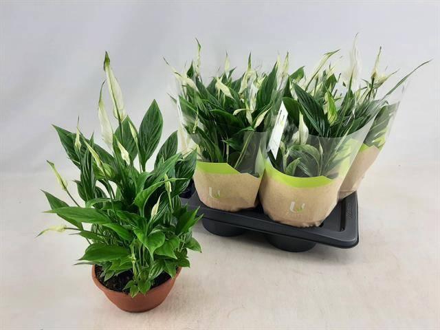 <h4>SPATH CHOPIN</h4>