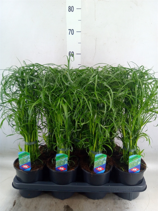 <h4>Cyperus alternifolius</h4>