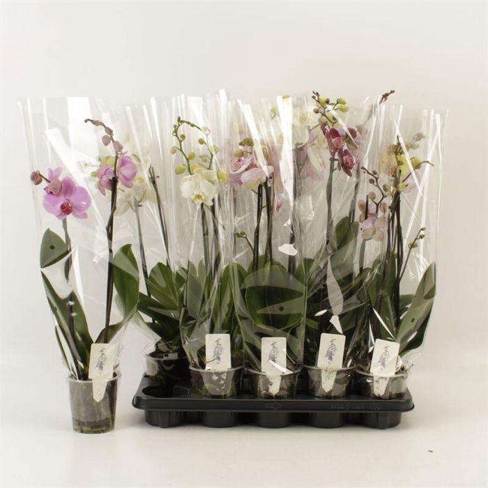 <h4>PHAL GEM 6 KL</h4>
