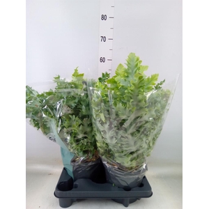 Phlebodium aureum 'Davana'