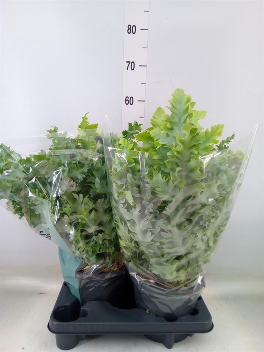 <h4>Phlebodium aureum 'Davana'</h4>