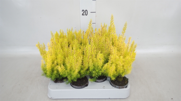 <h4>Erica arborea 'Albe'</h4>