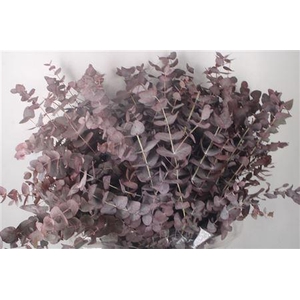 Euca Cinerea V Abs Red Per Bunch