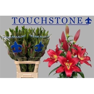 Li Ot Touchstone 5+