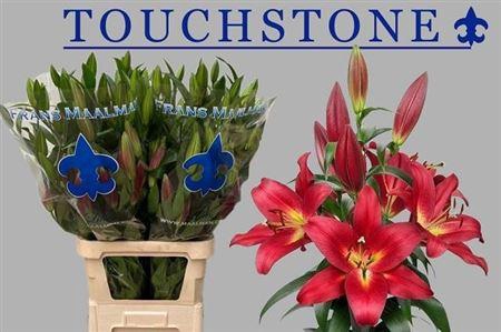 <h4>Li Ot Touchstone 5+</h4>