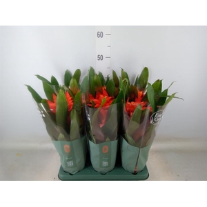 Guzmania  'Fiero Orange'