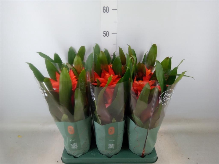 <h4>Guzmania  'Fiero Orange'</h4>