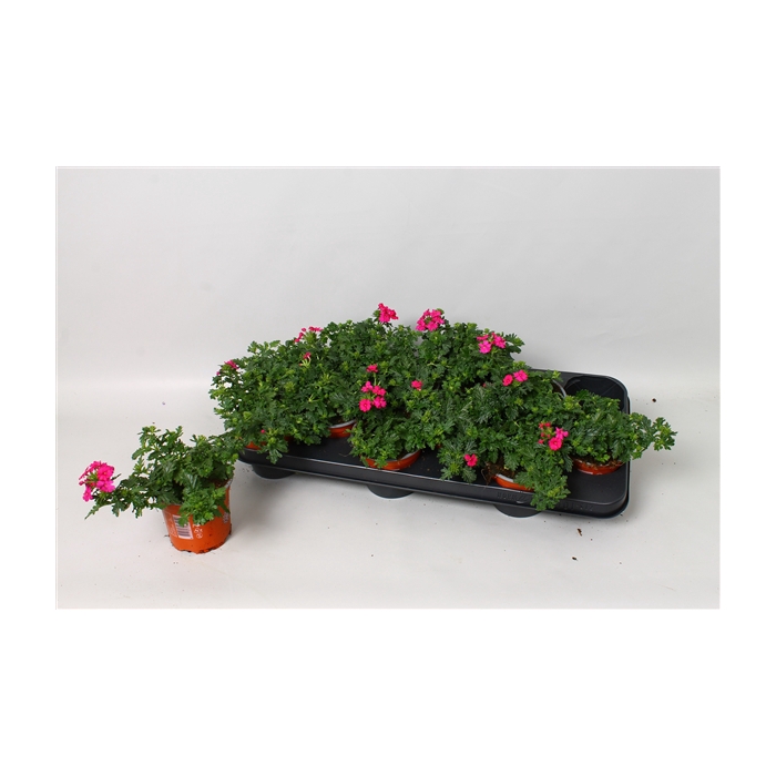 <h4>Verbena Magelana Rose</h4>