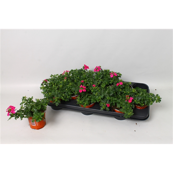 Verbena Magelana Rose