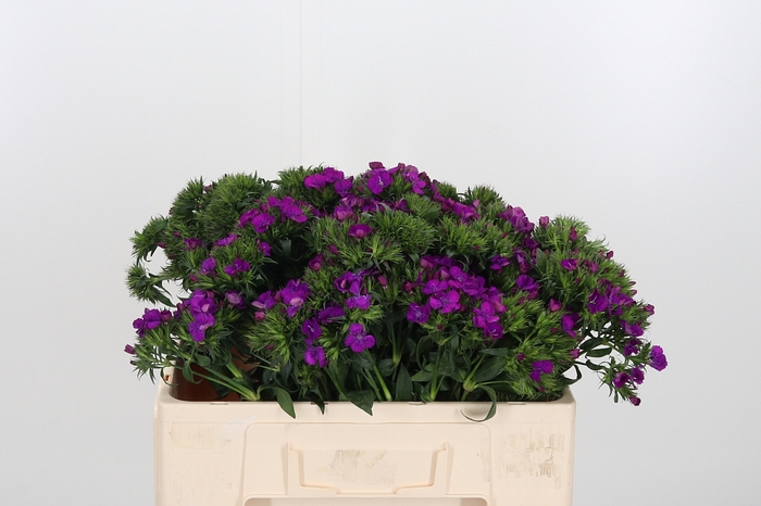 <h4>Di Barbatus Aldo Purple Bicolor</h4>