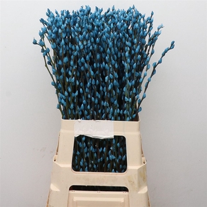 Salix Snow Flake Klb Light Blue