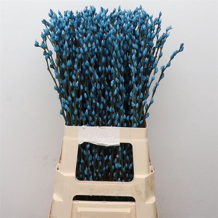 <h4>Salix Snow Flake Klb Light Blue</h4>