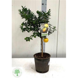 Citr Au Chinotto 10+