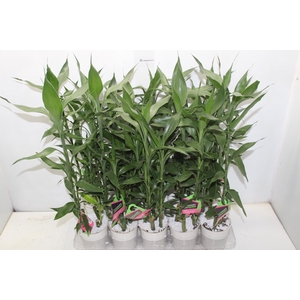 DRACENA LUCKY BAMBOO P12